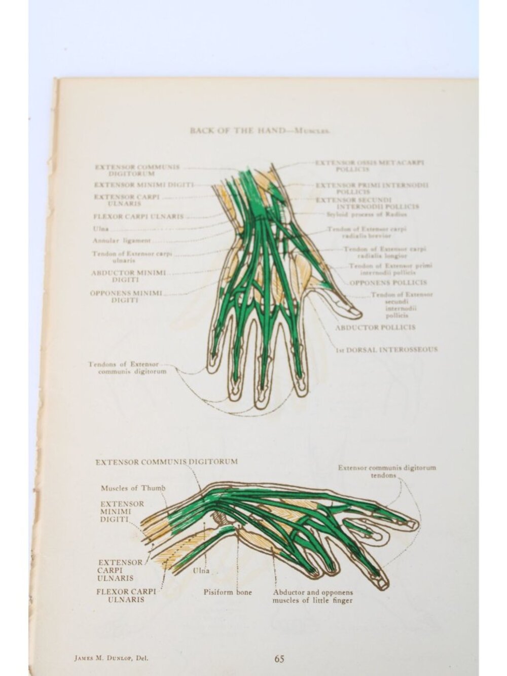 1946 Anatomical Diagram Art Students Back of Hand Muscles Vintage 94636